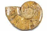 Jurassic Ammonite (Euaspidoceras) Fossil - Madagascar #283379-1